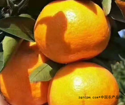 Linhai Tangerine