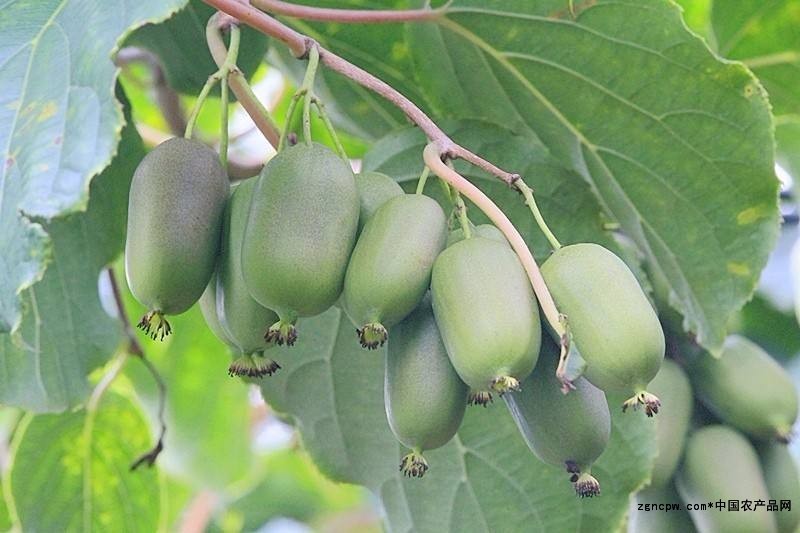 Kiwi seedling