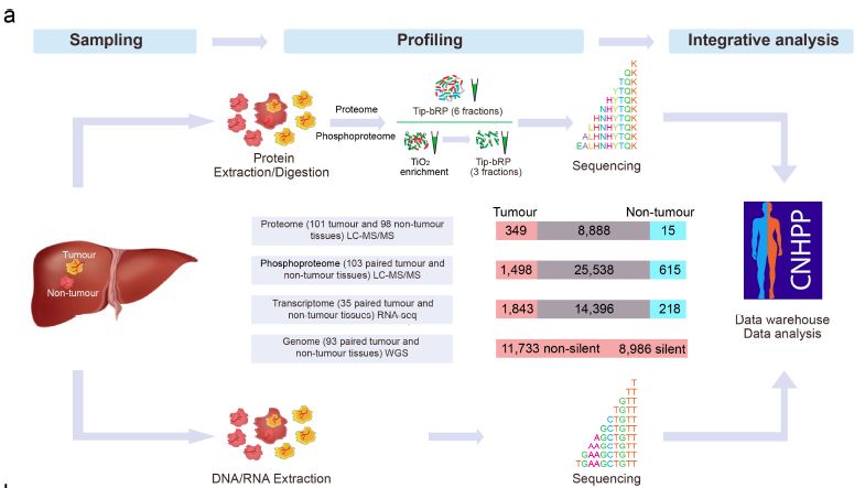 Proteome expression profile and phosphorylation proteome map of early hepatocellular carcinoma