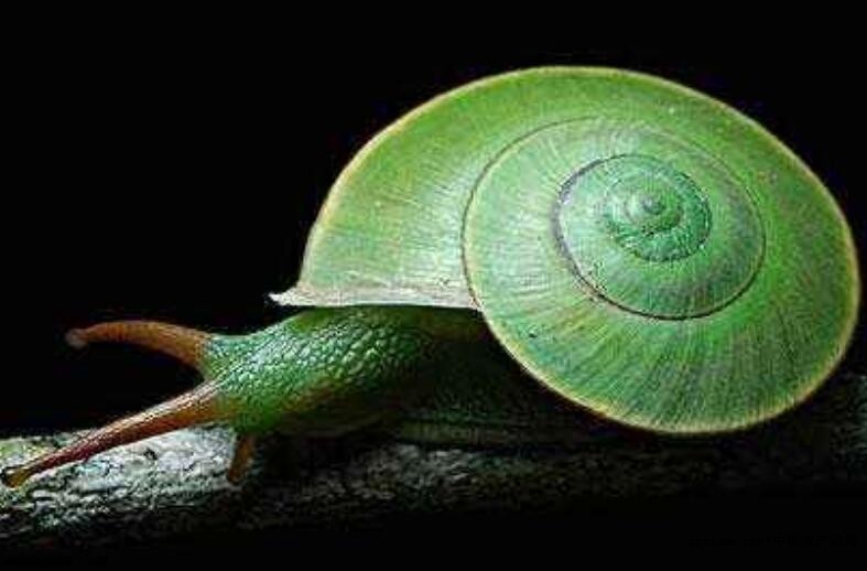 French snail: the first of the world's four famous dishes