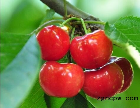 Cherry