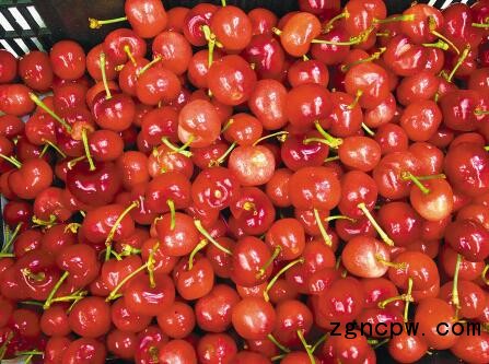 Cherry