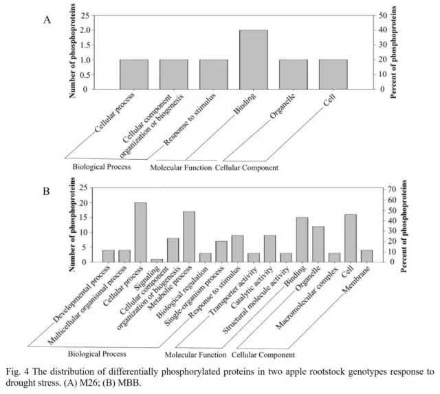 GO function analysis of differentially phosphorylated proteins