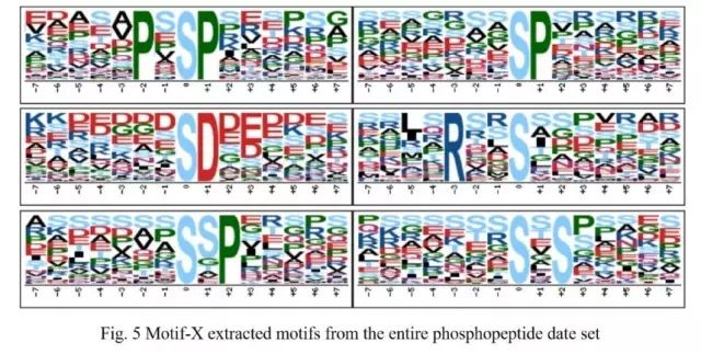 Analysis of modification characteristics of differentially phosphorylated proteins