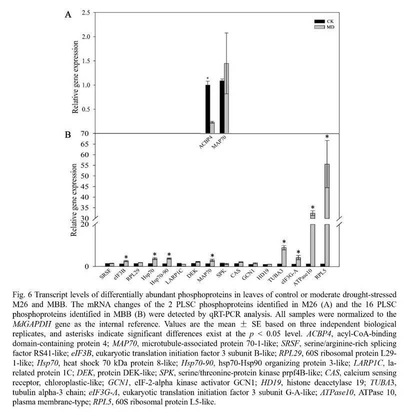 qRT-PCR verification