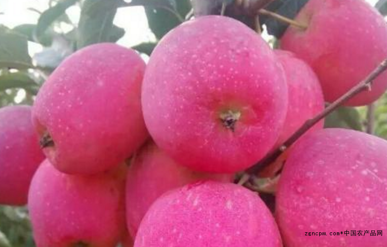 Red seductive fruit, the winter garden is no longer lonely