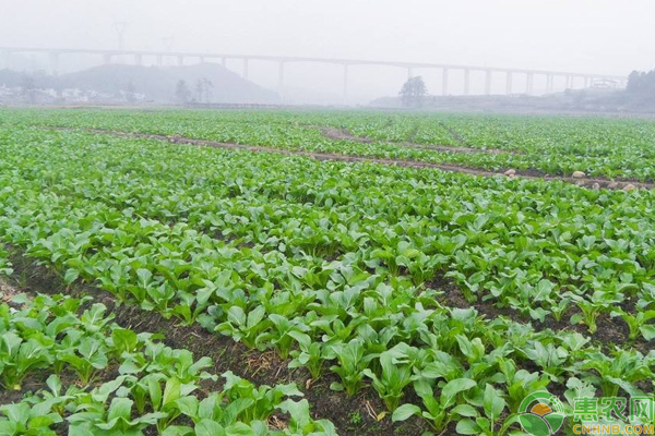 æ²¹èœé«˜äº§ç§æ¤éœ€æ³¨æ„ä»€ä¹ˆï¼Ÿè¿™äº›é€‰ç§ã€ç”°é—´ç®¡ç†æŠ€å·§æ˜¯å…³é”®