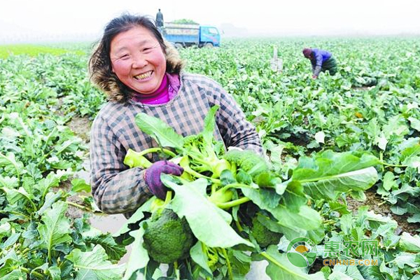 è¥¿å…°èŠ±é‡‡ç”¨èŠ‚æ°´çŒæº‰ç»å¯¹æ¯”äººå·¥æ¸ é“çŒæº‰æ•ˆæžœå¥½