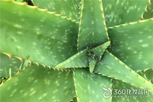 Long-term use of aloe vera to wipe your face is good