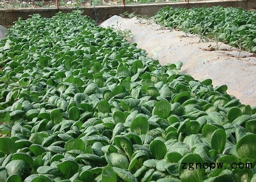 Non-polluted cultivation techniques of Chinese cabbage