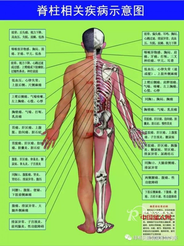 å½¢ä½“å¡‘é€ ä¸Žè„Šæ¤Žçš„å…³ç³»