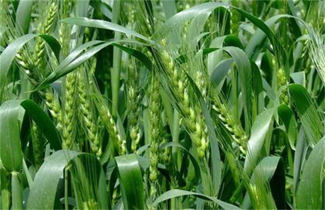 What should I do if the wheat does not sprout? How to remedy the prevention of reduced production