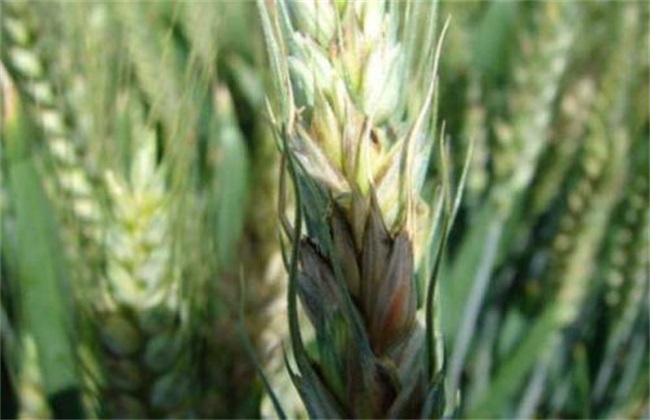 What should I do if the wheat does not sprout? How to remedy the prevention of reduced production