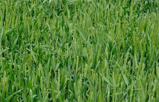 What should I do if the wheat does not sprout? How to remedy the prevention of reduced production