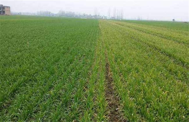 What should I do if the wheat does not sprout? How to remedy the prevention of reduced production