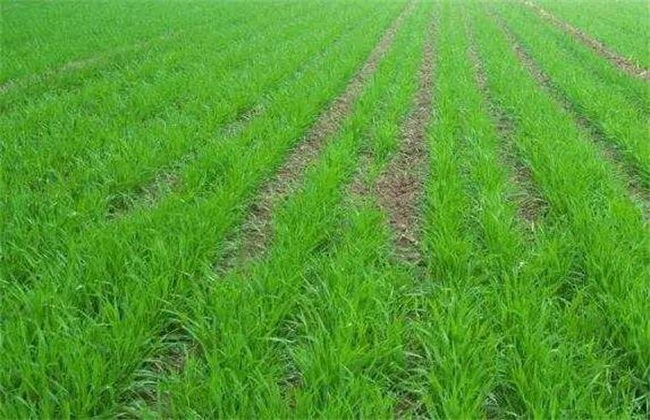 What should I do if the wheat does not sprout? How to remedy the prevention of reduced production