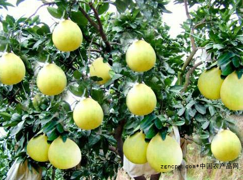 The benefits of eating grapefruit