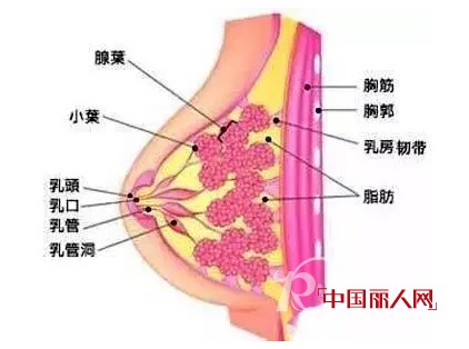 é’¢åœˆæ–‡èƒ¸ä¸Žä¹³è…ºç™Œçš„å…³ç³»ï¼Ÿ