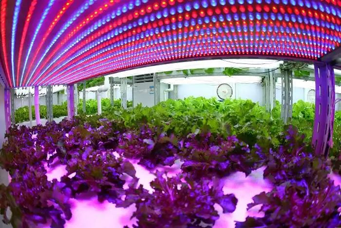 Japan explores a smart agricultural model that reduces manpower and increases production efficiency