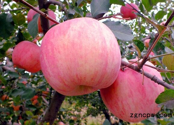 The nutritional value of Crystal Red Fuji Apple