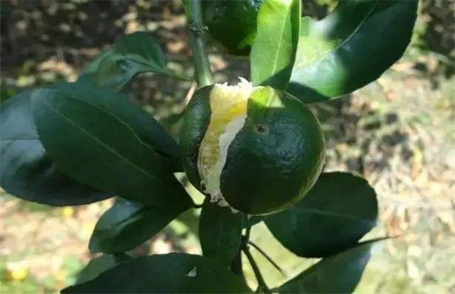 Sand sugar orange cracking fruit how to do