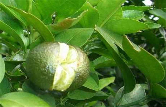 Sand sugar orange cracking fruit how to do