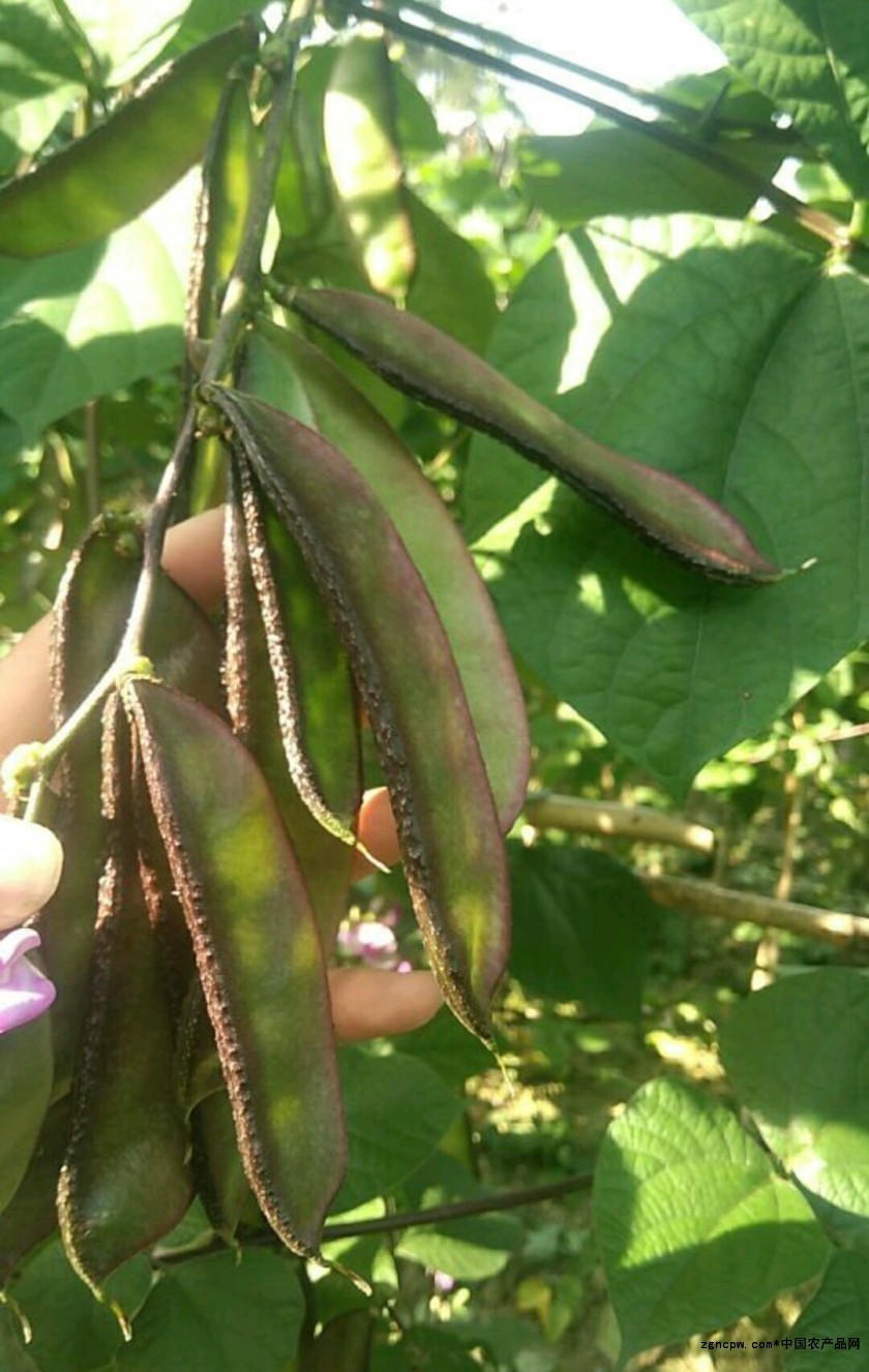 Purple lentils