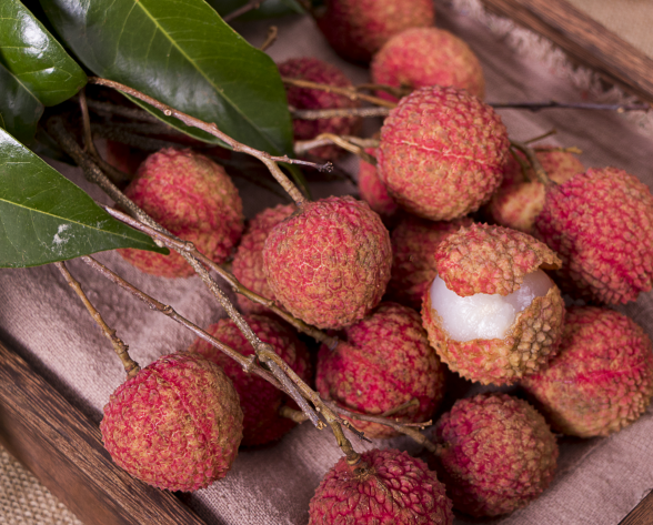 Litchi high-yield planting technology and fertilization technology