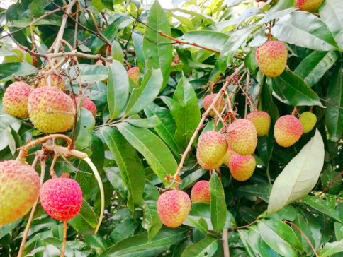 Litchi high-yield planting technology and fertilization technology