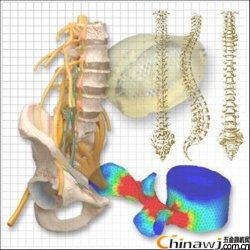 Artificial spine biomechanical research and experimental testing