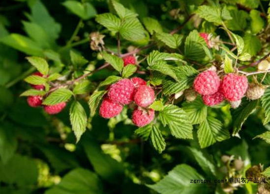 Chinese fruit industry rookie: red raspberry