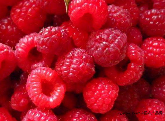 Chinese fruit industry rookie: red raspberry