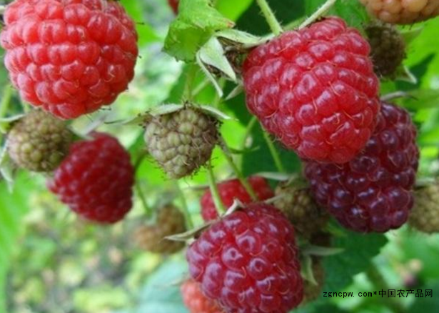 Chinese fruit industry rookie: red raspberry