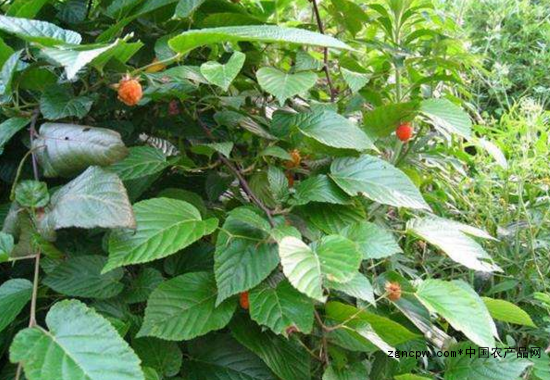 Chinese fruit industry rookie: red raspberry