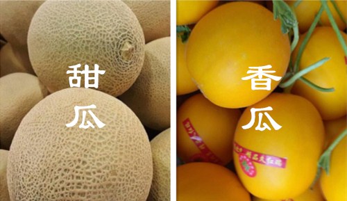 How to prevent melon downy mildew? There are three major differences between melon and melon.