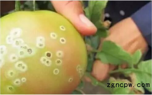 Huifeng shares tomato bacterial diseases