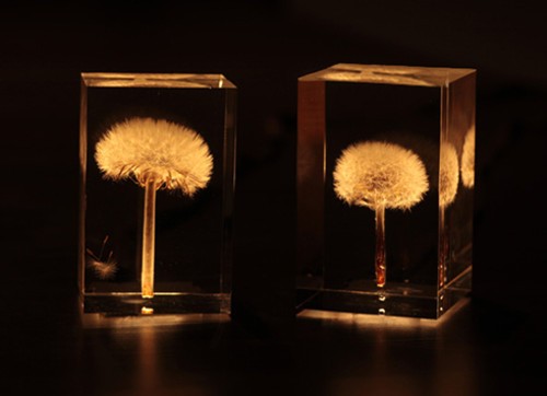 LED lights inlaid with real dandelion (picture from ixiqi)