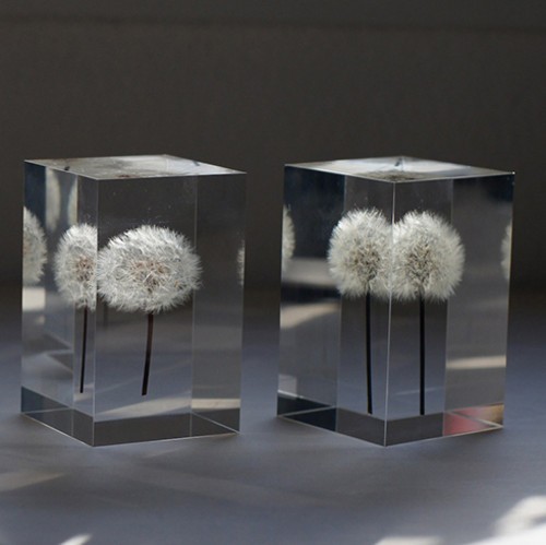 LED lights inlaid with real dandelion (picture from ixiqi)