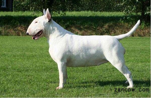 Bull terrier