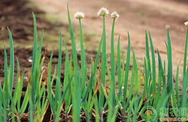 å¤§è‘±å…³é”®æœŸç§æ¤è¦ç‚¹