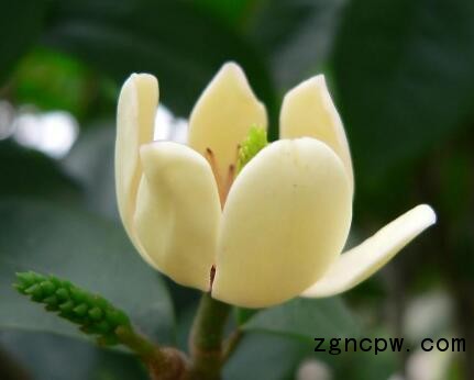 Smiling flower