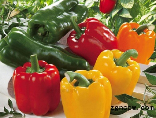 Small sweet pepper big nutrition