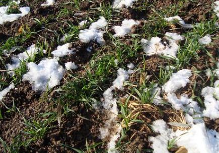 Will wheat freeze this year? What are the winter wheat damage prevention measures?