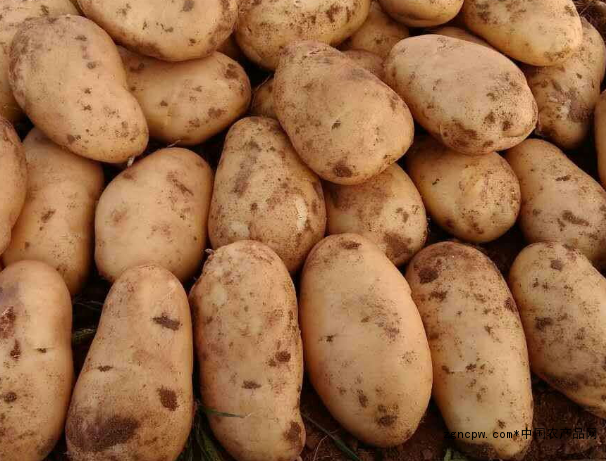 Zhangjiakou potato