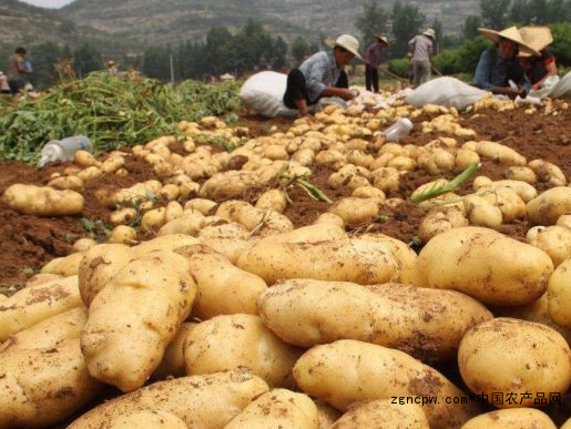 Zhangjiakou potato