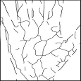 Vein net image / palm outline