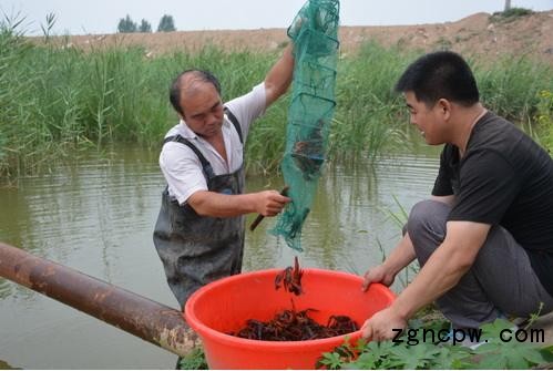 Lobster farming