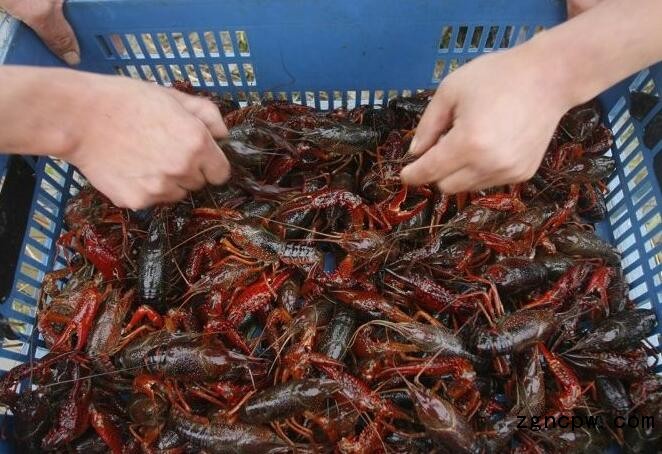 Lobster farming