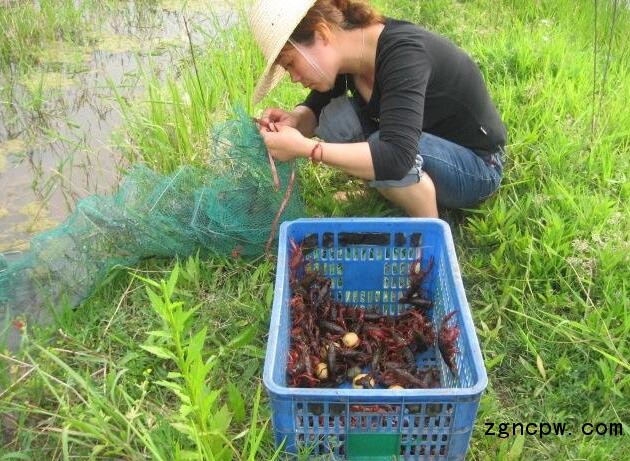 Lobster farming