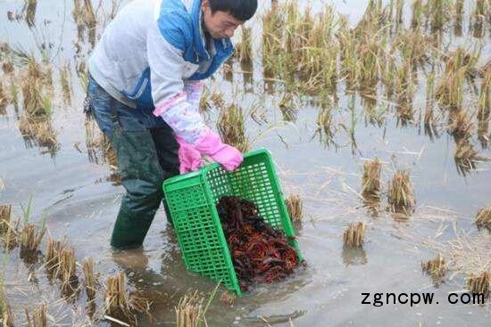 Lobster farming